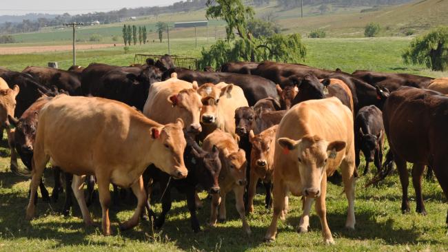 Solar-powered eartag keeps cattle in virtual fences - STEVE BAXTER